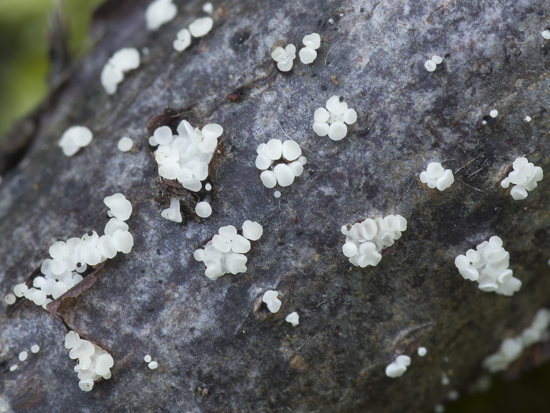 Calycina languida